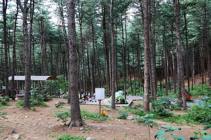 Homingsan Pine Forest Camping Site