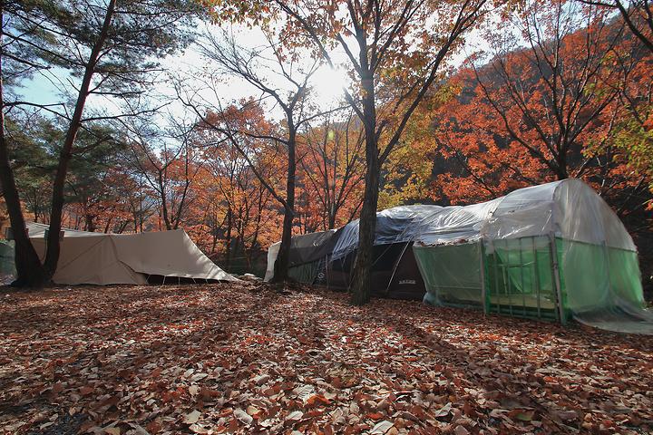 Camping in the Forest