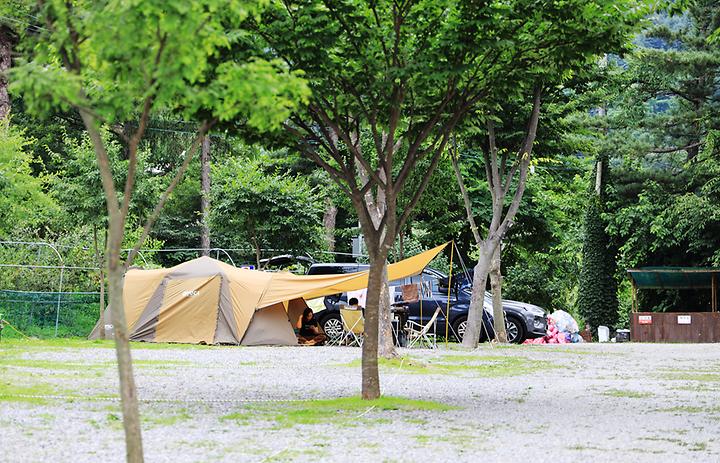 Pine Scented Blue Forest Campsite