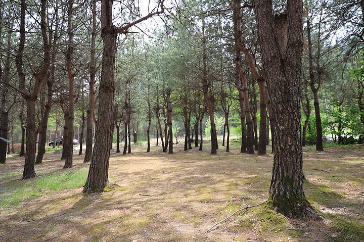 Dreaming Valley Campsite