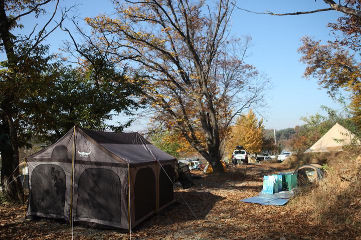 Zelkova Tree Campsite