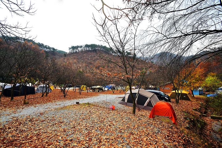 Moon Forest Campsite