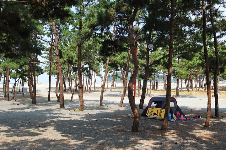 Eundol Pine Forest Campground