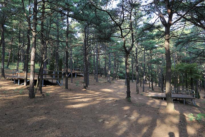 Pine Hill Camp