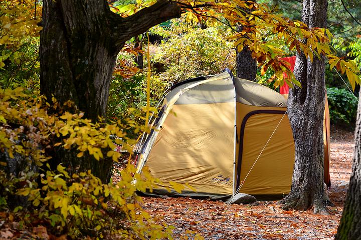 Pine Forest Pension Campsite