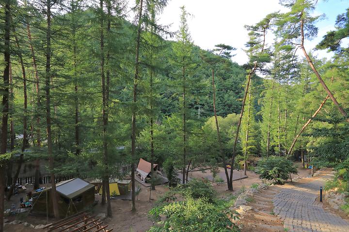 Under the Pine Forest Campsite