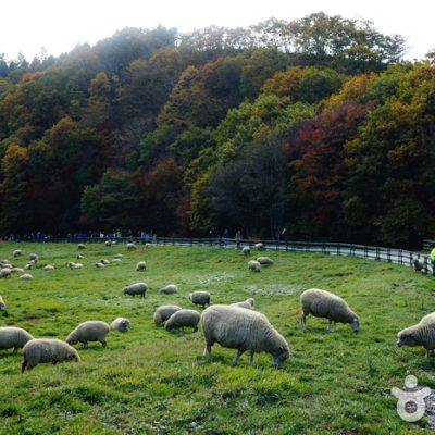 Daegwallyeong Sheep Ranch